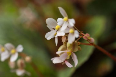 Filipinler 'e özgü tropikal bir tür olan sarı merkezli beyaz begonya beyaz çiçeklerine yakın plan..