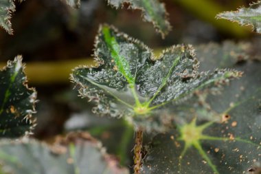 Begonya bowerae yaprağının makro fotoğrafı, Güney Meksika 'ya özgü tropikal bir begonya türü olan yeşil ve koyu kahverengi desenler boyunca ince tüyler gösteriyor..