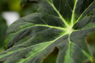 Ayırt edici yeşil yapraklar, açık renkli damarlar, kıllı gövdeler, yakın plan tropikal yapraklar..