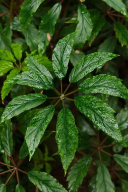 Parlak yeşil yapraklar ve yağmur damlacıkları yemyeşil bir tropikal desen oluşturuyor..