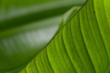 Güney Afrika 'ya özgü muz yapraklarına benzeyen geniş yeşil yapraklı büyük tropikal bitki..