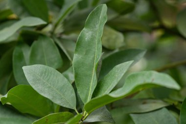 Nemli sera ışığında yetişen tropikal incir türünün kalın, derimsi yaprakları.. 