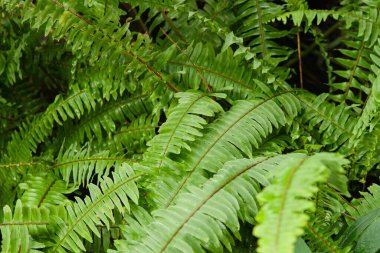 Filipinler ve Tayvan 'a özgü tropik bir kozalak olan Podocarpus costalis' in yemyeşil yaprakları.. 