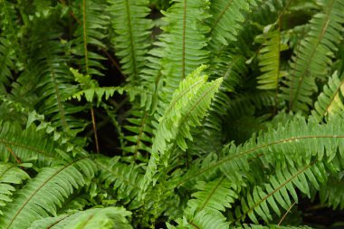 Filipinler ve Tayvan 'a özgü tropik bir kozalak olan Podocarpus costalis' in yemyeşil yaprakları.. 