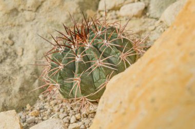 Kübalı bir Melocactus, kıvrımlı dikenleri ve küresel bir vücudu olan, olgunluk çağında pembe çiçeklerin ortaya çıktığı bir kafatası oluşturuyor..