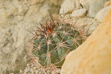 Kübalı bir Melocactus, kıvrımlı dikenleri ve küresel bir vücudu olan, olgunluk çağında pembe çiçeklerin ortaya çıktığı bir kafatası oluşturuyor..