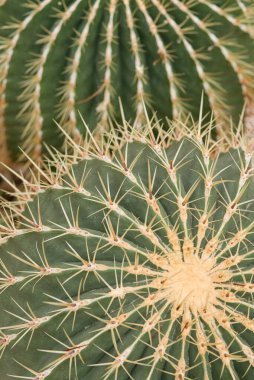 Orta Doğu Meksika 'dan büyük, tırtıklı bir kaktüs, güçlü sarı dikenlerle kaplı. Tipik bir çöl türü yoğun güneş ışığı ve kuraklığa uyum sağlamıştır..