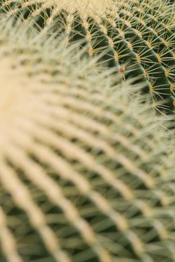 Orta Meksika 'dan gelen ikonik küresel kaktüs, parlak sarı dikenler ve derin kaburgalarla kaplı. Genellikle çöl bahçelerinde süs bitkisi olarak yetişir..