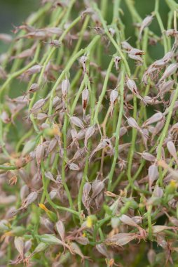 İnce saplı Güney Afrika 'dan gelen sulu bulbinler ve çiçek açtıktan sonra kuru tohum kapsülleri oluşturan sarı çiçekler..