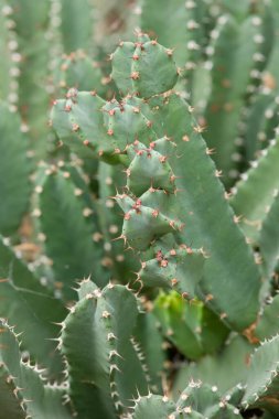 Dört köşeli dikenli dikenleri yoğun kümeler oluşturan Fas sulu suları zehirli süt lateksi içerir..