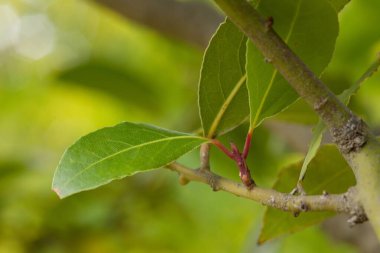 Baharat ve zafer sembolü olarak kullanılan aromatik yapraklı Evergreen Akdeniz çalısı.
