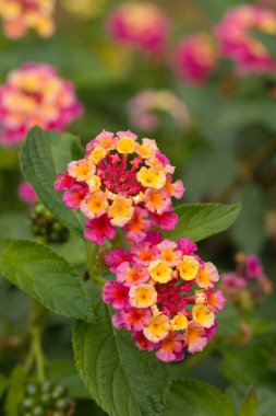 Orta ve Güney Amerika 'ya özgü renkli çiçekli çalılar, çok renkli çiçek kümeleriyle bilinir..