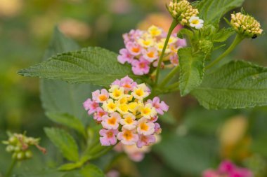 Orta ve Güney Amerika 'ya özgü renkli çiçekli çalılar, çok renkli çiçek kümeleriyle bilinir..