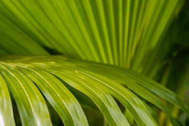 Çin, Japonya, Tayvan ve Hainan 'a özgü hayran şeklinde yaprakları olan zarif bir avuç, genellikle süs bitkisi olarak yetiştirilir..