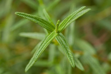 Dar yapraklı ve beyaz çiçekli Evergreen Akdeniz çalıları, çiçek açtıktan sonra kuru tohum kapsülleri oluşturur..
