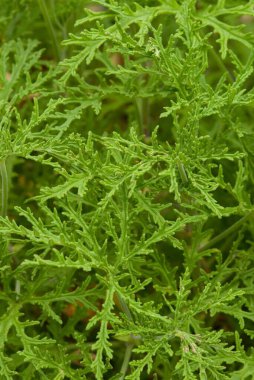 Derin kesilmiş, narenciye kokulu yaprakları olan ve genellikle doğal sivrisinek kovucu olarak yetiştirilen hoş kokulu bir pelargonyum..