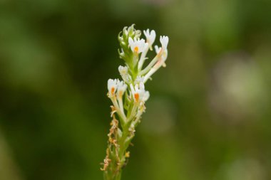 Dar dişli yapraklarla ince Güney Afrika bitkisi ve portakal boğazlı küçük beyaz çiçekler..