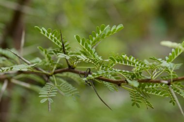 Güney Afrika dikenli ağacı ince yapraklar, beyaz dikenler ve kokulu sarı tütsü topu çiçekleri.