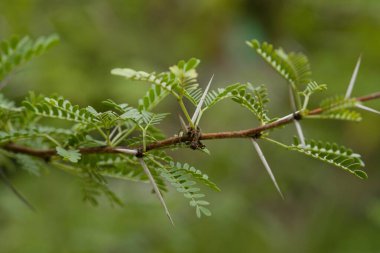 Güney Afrika dikenli ağacı ince yapraklar, beyaz dikenler ve kokulu sarı tütsü topu çiçekleri.