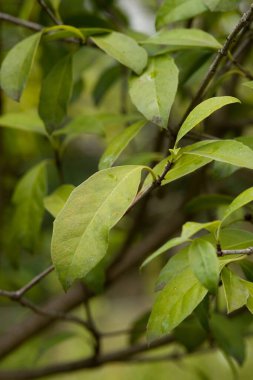 Derimsi yaprakları ve küçük beyaz çiçekleri ile devamında portakal kırmızısı böğürtlenleri olan Evergreen Güney Afrika ağacı.