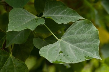 Üç yapraklı tropikal ağaç ve bezelye familyasına ait parlak kırmızı çiçekler..