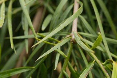 Madagaskar 'dan nesli tükenmekte olan kozalaklı ağaç yaprakları nemli Montan ormanlarının bir parçası..