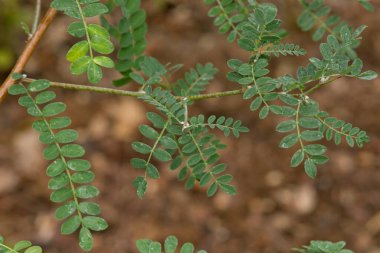 Narin yaprakları ve kuzey Çin ve Tibet 'i olan küçük bir çalıkuşu..