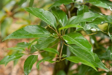 Parlak yapraklı ve aromatik yapraklı Evergreen ağacı, Doğu ve Güneydoğu Asya 'nın sıcak bölgelerinde yetişir..