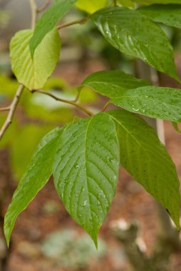 Kanserle mücadele araştırmalarında kullanılan bir bileşik olan konik olarak bilinen, geniş yapraklı, yaprakları incelmiş, yaprak döken Asya ağacı..