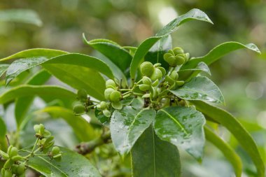Doğu Asya 'dan Himalayalara kadar uzanan parlak yaprakları ve yuvarlak yeşil meyve kümeleriyle Asya Milli Ağacı.