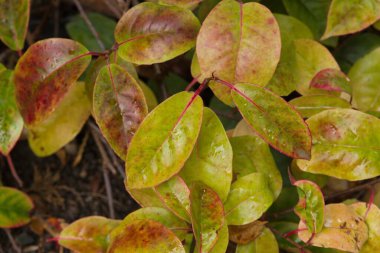 Doğu Asya 'ya özgü kıpkırmızı oval yapraklı Evergreen tırmanma çalılığı süs yaprakları ve böğürtlen yetiştirmek için yetiştirilir..