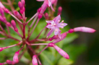 Meksika ve Guatemala 'ya özgü, yıldız şeklinde pembe-mor çiçek kümeleri ve parlak yapraklarla dolu canlı bir çalılık..
