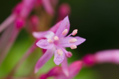 Meksika ve Guatemala 'ya özgü, yıldız şeklinde pembe-mor çiçek kümeleri ve parlak yapraklarla dolu canlı bir çalılık..