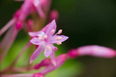 Meksika ve Guatemala 'ya özgü, yıldız şeklinde pembe-mor çiçek kümeleri ve parlak yapraklarla dolu canlı bir çalılık..