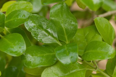 Norfolk ve Phillip Adaları 'na özgü parlak oval yapraklı küçük bir çalılık. Yoğun ve derli toplu yapraklarıyla değerlidir..