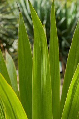 Uzun kılıç yaprakları ve uzun çiçek dikenleriyle Avustralya 'nın dev roset bitkisi uzun yıllar sonra beliriyor..
