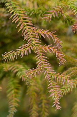 İnce, dikenli dalları ve yumuşak iğne benzeri yaprakları olan, Avustralya ve Yeni Gine 'ye özgü, sonsuza dek yeşil kozalaklı kozalaklı ağaçlar..