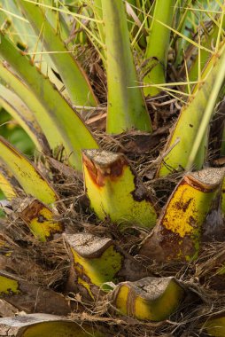 Kalın gövdeli sert palmiye ağaçları ve geniş kavisli yapraklar. Kanarya Adaları 'na özgü süs ağacı olarak yetiştirilmiş..