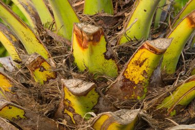 Kalın gövdeli sert palmiye ağaçları ve geniş kavisli yapraklar. Kanarya Adaları 'na özgü süs ağacı olarak yetiştirilmiş..