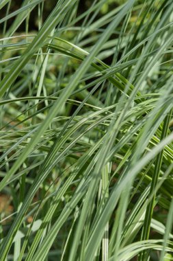 Uzun kavisli yaprakları ve belirgin göbeği olan uzun süs otları, çeşmeye benzeyen zarif kümeler oluşturur..