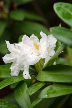 Yeşil yapraklarla çevrili beyaz bir rhododendron çiçeğinin yakın çekimi.