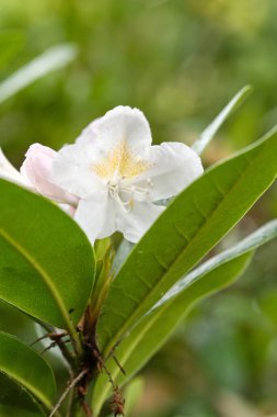 Yeşil yapraklarla çevrili beyaz bir çiçeğin yakın çekimi doğanın güzelliğini gözler önüne seriyor.