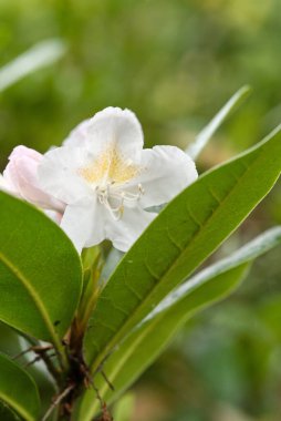 Arka planda yeşil yapraklı ve narin taç yapraklı beyaz bir çiçeğin yakın çekimi.