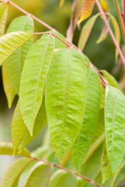 Bir dalın üzerindeki yeşil yaprakların yakın plan görüntüsü, bulanık bir arkaplan ile dokularını ve şekillerini gösteriyor