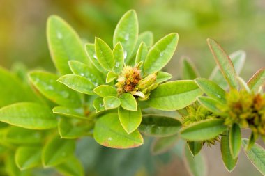 Su damlacıkları ve tomurcuklanan çiçeklerle yeşil yaprakların yakın çekimi