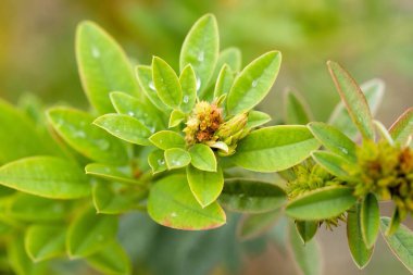 Su damlacıkları ile yeşil yapraklar yakın çekim, Yeni büyüme ve tomurcuklar sergileniyor