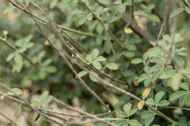 Yeşil yaprakların ve dalların yakın görüntüsü, doğal bir bitki ortamı sergiliyor.