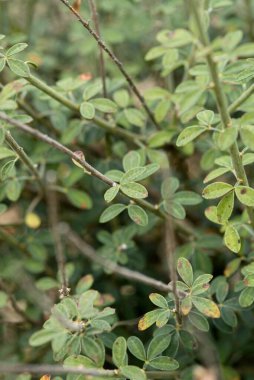 Çalılıklardaki yeşil yaprakların yakın plan görüntüsü, dokularını ve düzenlerini gözler önüne seriyor