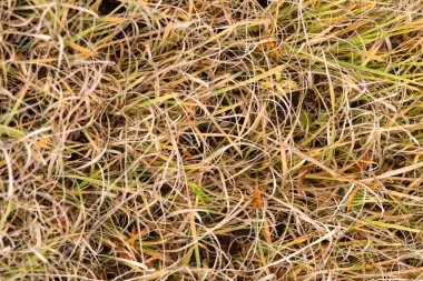 Kuru çimenlerin ve yeşil bıçakların yakın plan görüntüsü, doğal bir ortamda doku ve renklerin karışımını sergiliyor.