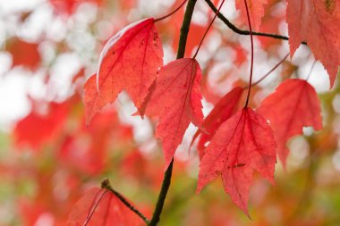 Canlı kırmızı akçaağaç yapraklarının yakın plan görüntüsü bulanık arkaplana karşı